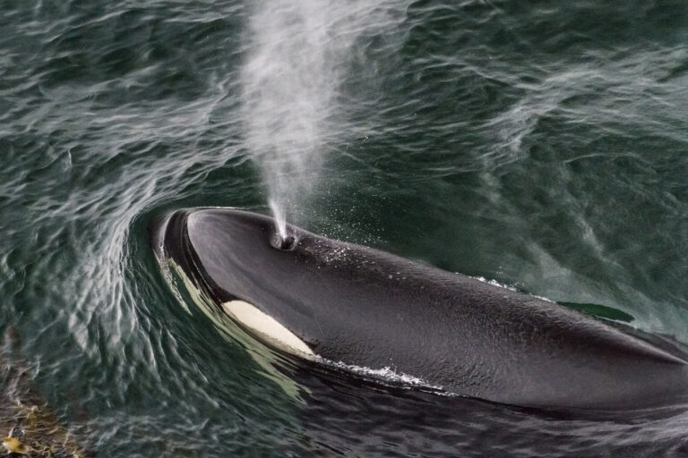 Southern Resident killer whale spouting